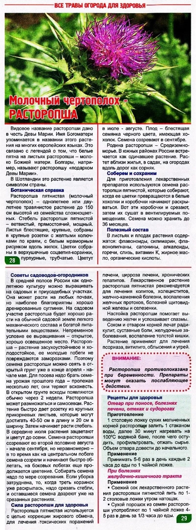 Расторопша как пить для лечения печени. Расторопши чертополох. расторопша для чего применяется растение. расторопша полезные св-ва. лечебная трава расторопша.