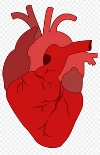 Heart related