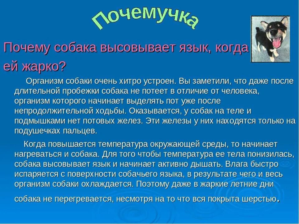 Собака сильно дышит. Почему собака вытаскивает язык. Почему собаки высовывают язык. Почему в жару собака высовывает язык. Собака часто дышит причины.