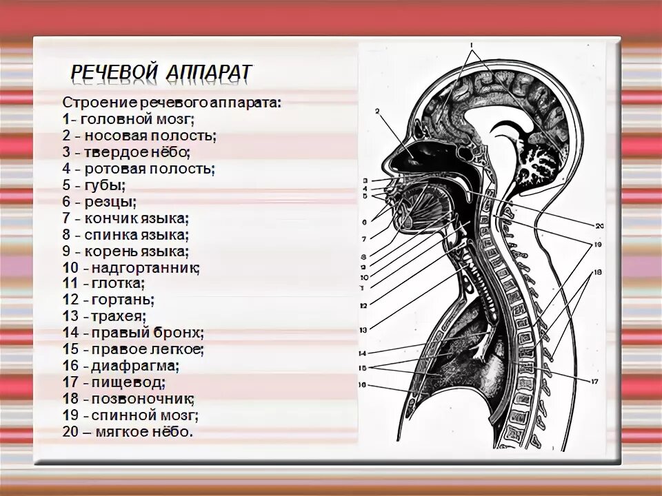 Строение речевого аппарата таблица. Строение речевого аппарата. строение речевого аппарата схема. строениеиресевого аппарата. строение речевого аппарата центральный и периферический отделы.
