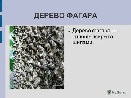Сплошь это