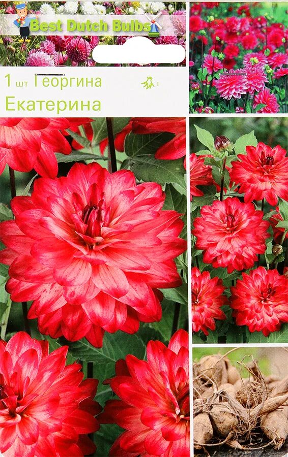 Георгины почтой наложенным платежом. Георгин олл дайрекшнз. георгин олл дайрекшнз (декоративный). лилейные георгины. георгин меркатор.