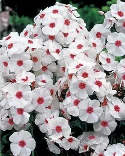 Флокс белый с розовой серединкой