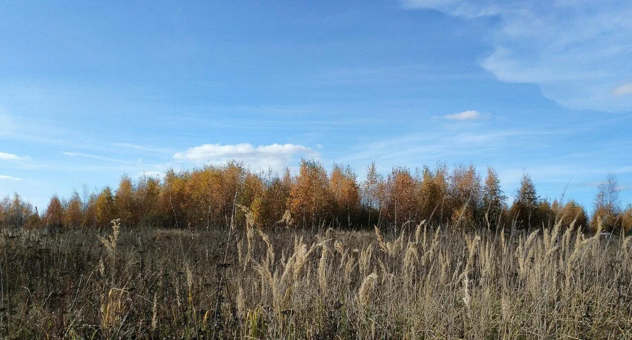 Заросшее поле. Поле заросшее лесом. Поле бурьян. Заброшенная пашня. Поля зарастают лесом