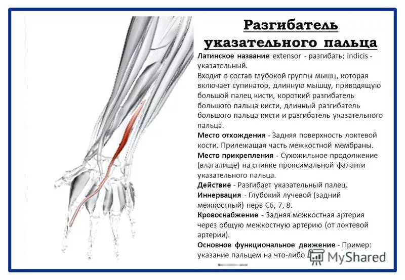 Мышцы пальцев латынь