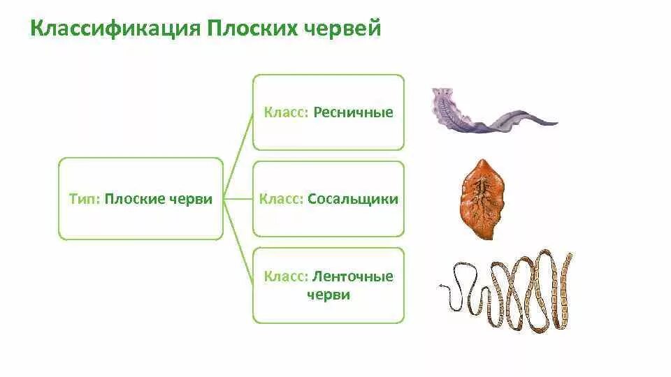 Три класса червей