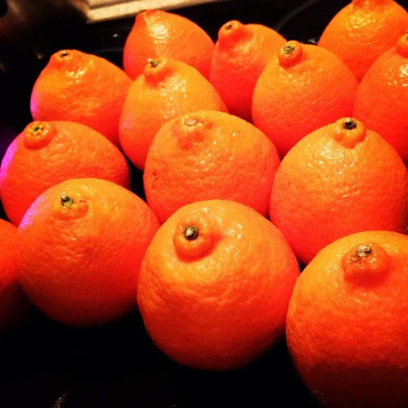 Мандариновый рай марокко. Мандарин марокко сорта. Пара мандаринов. Мандарин марокко сорта. Мандарины из марокко.