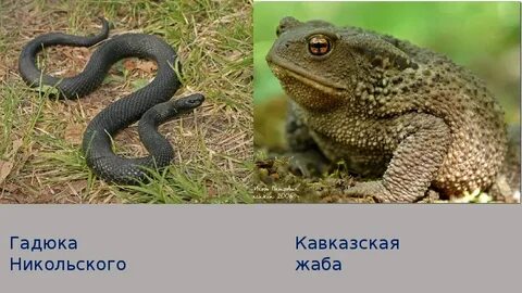 Гадюка и лягушка
