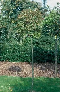 Tilia cordata komsta mini
