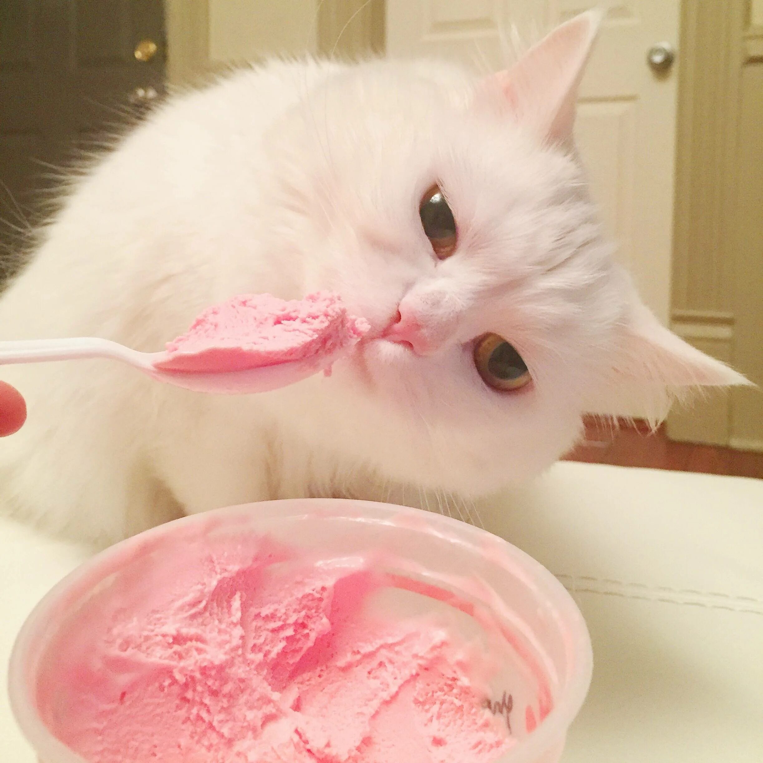 Котик с мороженым. Кошка мороженое. Котик кушает. Котенок мороженое. Можно кошкам сладкое