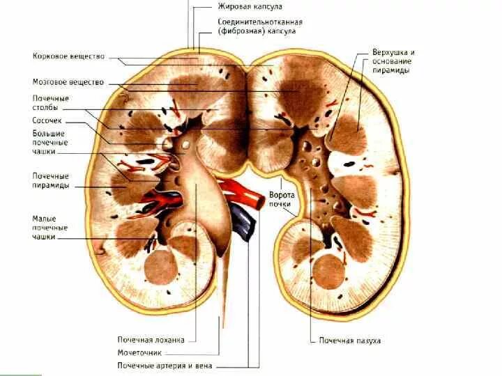 Лоханка латынь. Фиброзная капсула почки анатомия. Строение почки жировая капсула. Строение почки оболочки. Паранефральная клетчатка анатомия.