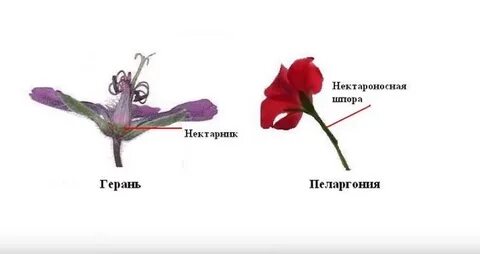 Чем отличаются цветки