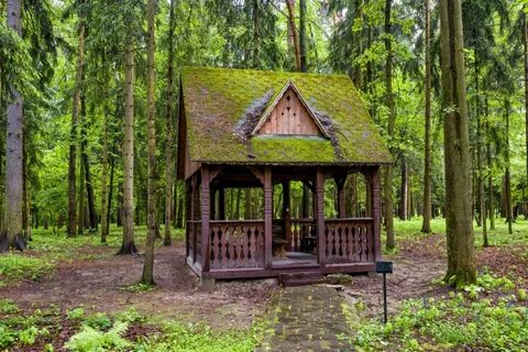 Отдых в лесном массиве