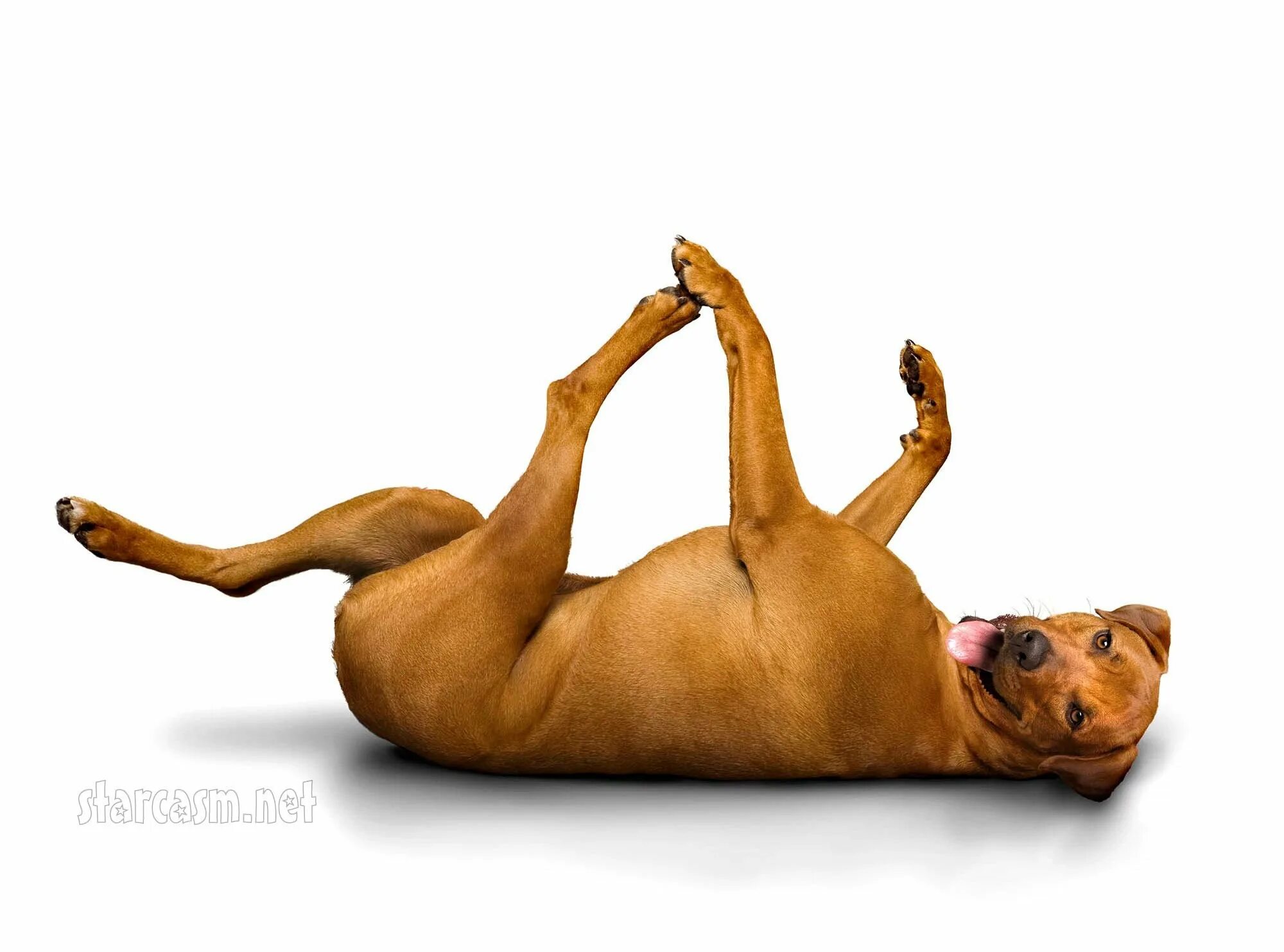 Собака йог. Собачья йога. Позы животных в йоге. Поза собаки.