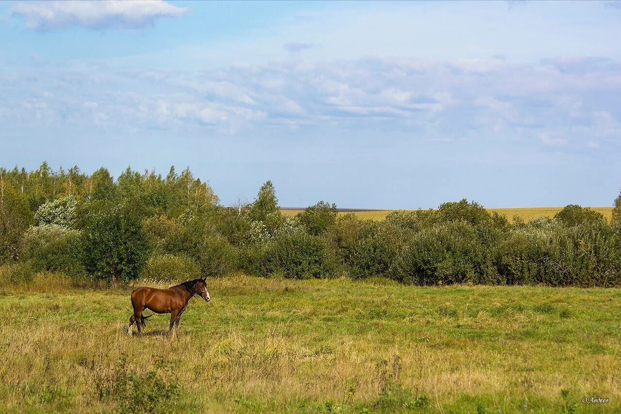 Живо пензенской области. Пензенская природа Пензенской области. Природа Сурского края Пензенской области. Природа село Кравково Пензенская область. Пейзажи Пензенской области.