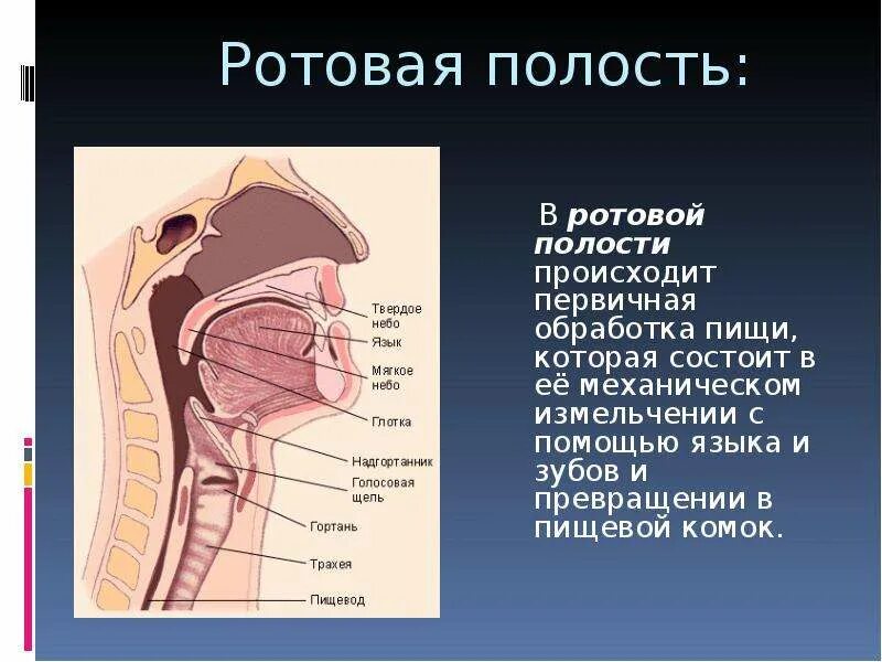 Устройство полости рта