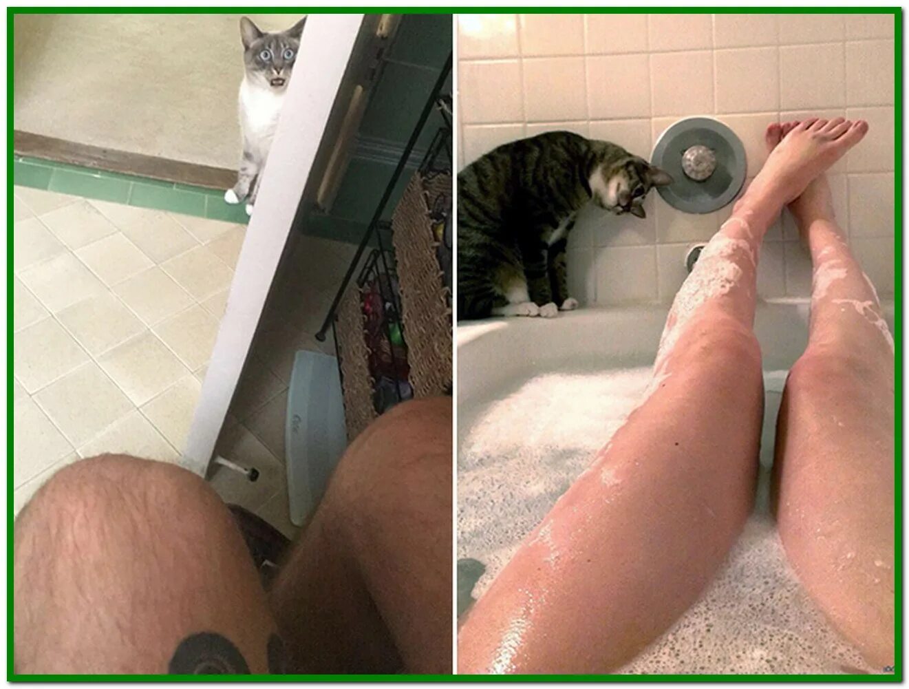 Кот в ванне. Кот с хозяином в ванне. Девушка в ванной с котом. Кот в ванне с девушкой. Почему прячутся в ванной