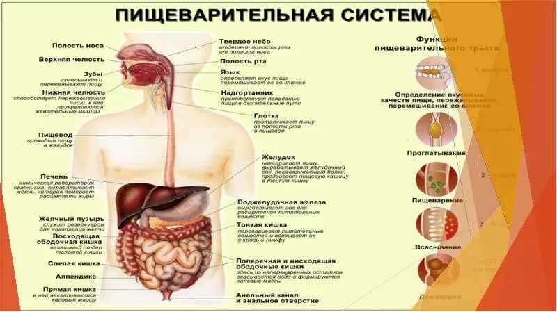 Пищеварительная система человека для детей. Пищеварительная система желудок. Пищеварительный тракт пищеварительная система человека. Слабое пищеварение. Пищеварительная система / digestive system.