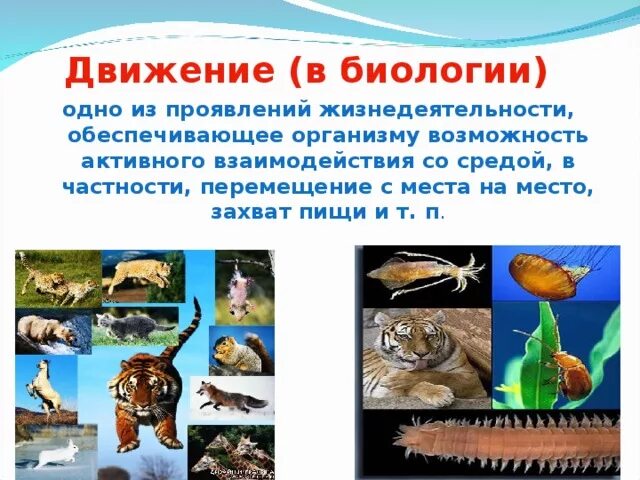 Движение живых организмов. Движение это в биологии. Способы движения живых организмов. Способы передвижения живых организмов.