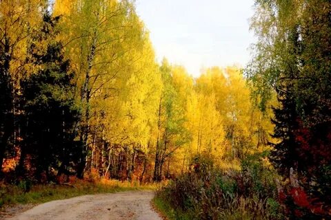 Ивановский лес