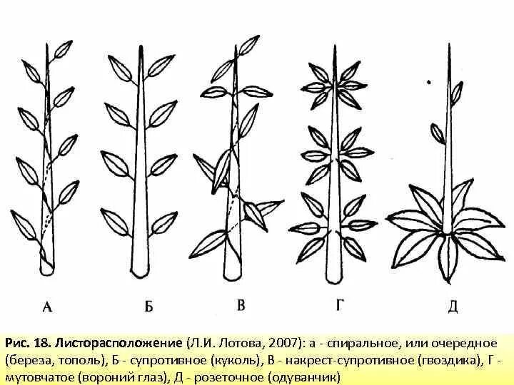Картинки ЛИСТОРАСПОЛОЖЕНИЕ ПРИМЕРЫ РАСТЕНИЙ