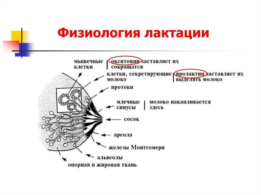 Процесс формирования грудного молока. Механизм образования грудного молока. Образование грудного молока у женщин физиология. Схема выработки грудного молока.