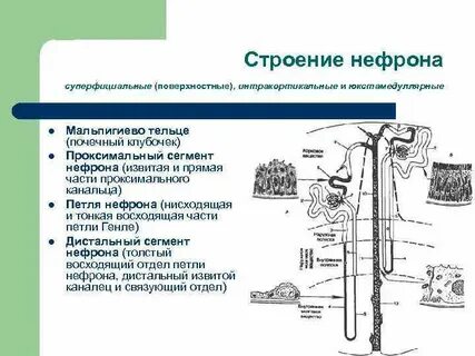 В структуру нефрона входят