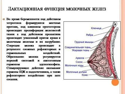 Железы после