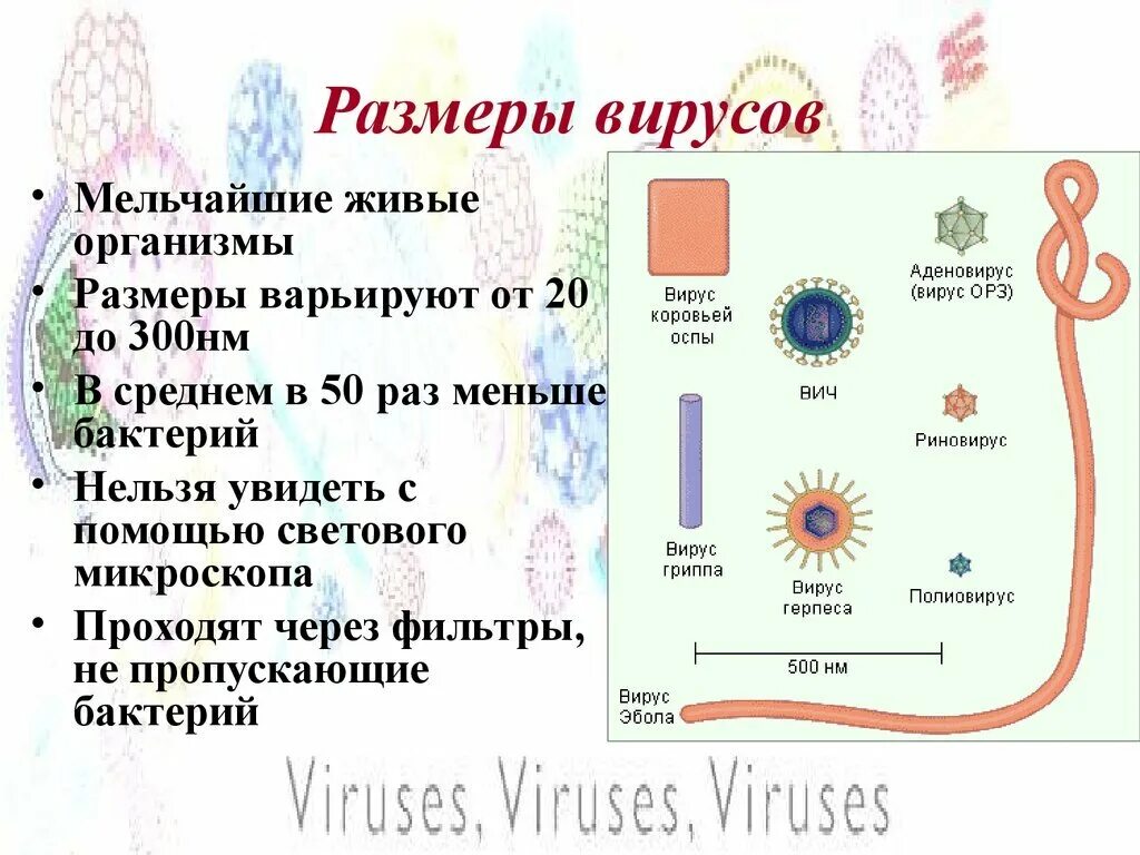 Размеры вирусов и бактерий. Размеры вирусов. Размер вирусов в нанометрах. Сравнение бактерий и вирусов