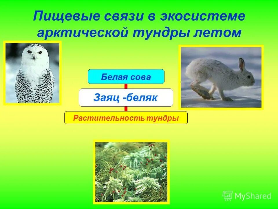 Пищевая сеть биогеоценоза в тундре. Цепь питания в тундре. Пищевые связи в экосистеме. Пищевая цепь тундры. Пищевые связи в тундре.