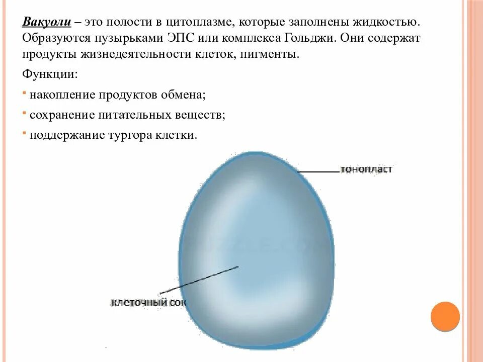 Вакуоли растительных клеток строение. Вакуоли строение рисунок. Схема вакуолей. Вакуоль растительной клетки схема. Схема вакуоли клетки.