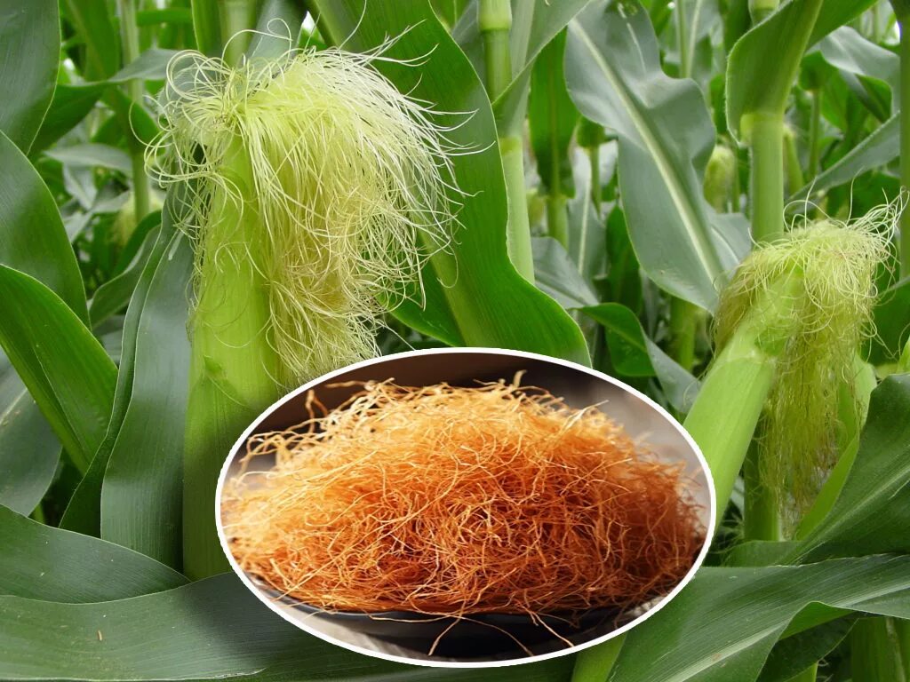 Кукурузные рыльца для чего. Кукурузные рыльца и столбики. рыльца кукурузы. столбики с рыльцами кукурузы. кукурузные рыльца лрс.