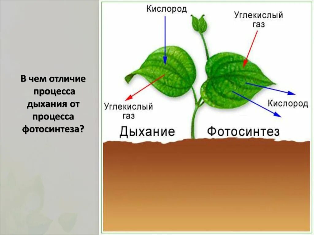 Во время фотосинтеза растения поглощают воду. Процесс дыхания растений. Схема процесса дыхания растения. Дыхание растений процесс дыхания растений. Дыхание растений 6 класс.