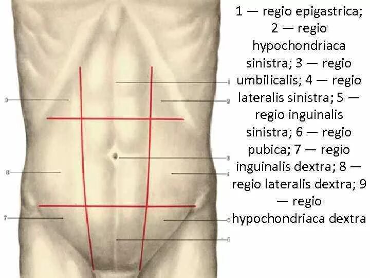 9 областей живота. Линия Лесгафта передняя стенка живота. Переднебоковая стенка живота границы. Границы анатомических областей передней брюшной стенки. Переднебоковая стенка живота мышцы.