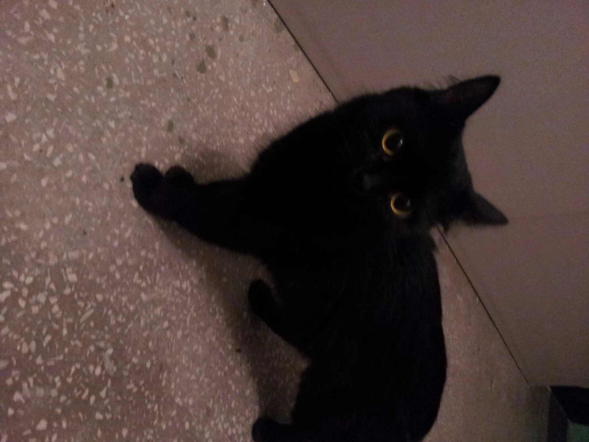 Под черным 18. Черная кошка. Найден черный кот 2022. Черный кот ищет. Картинки черных котят.