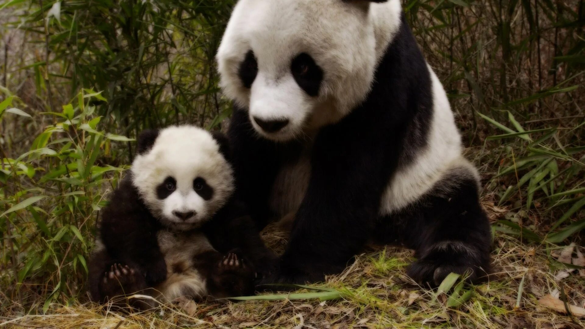 Pandas download