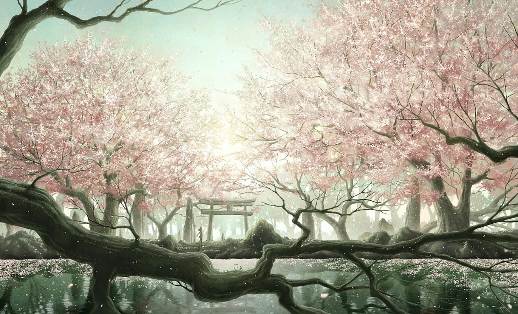 Дерево Сакуры Геншин. Сакура черри блоссом дерево. Цветущая Сакура Геншин. Сакура Тайхаку цветение.
