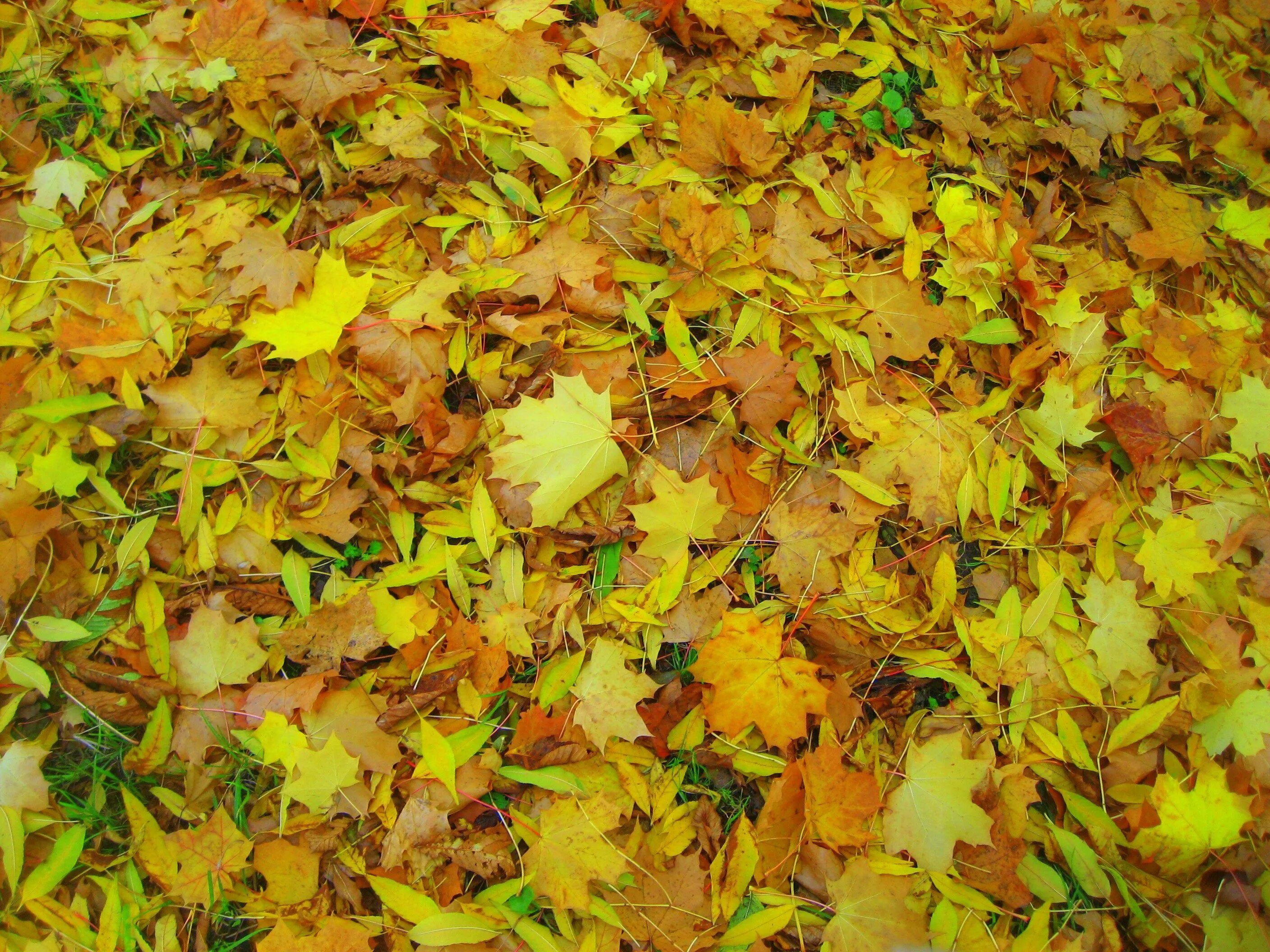 Ковер из осенних листьев. Листва. Текстура опавшей листвы. Фактура листвы. Ворох желтых листьев