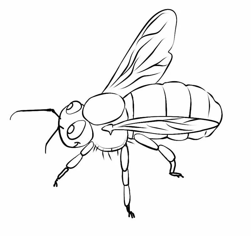 Colorear Mosquito espadachín (Insectos), dibujo para colorear gratis
