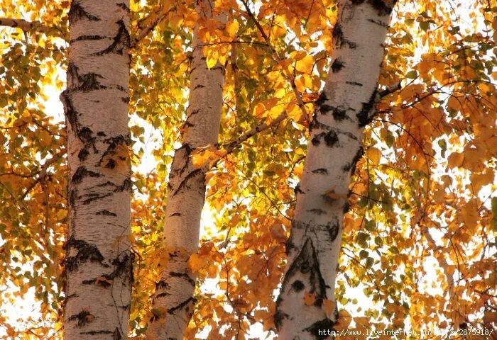 береза золотистая. береза осенью. березы золотой уборе стоят. золотая осень березы.