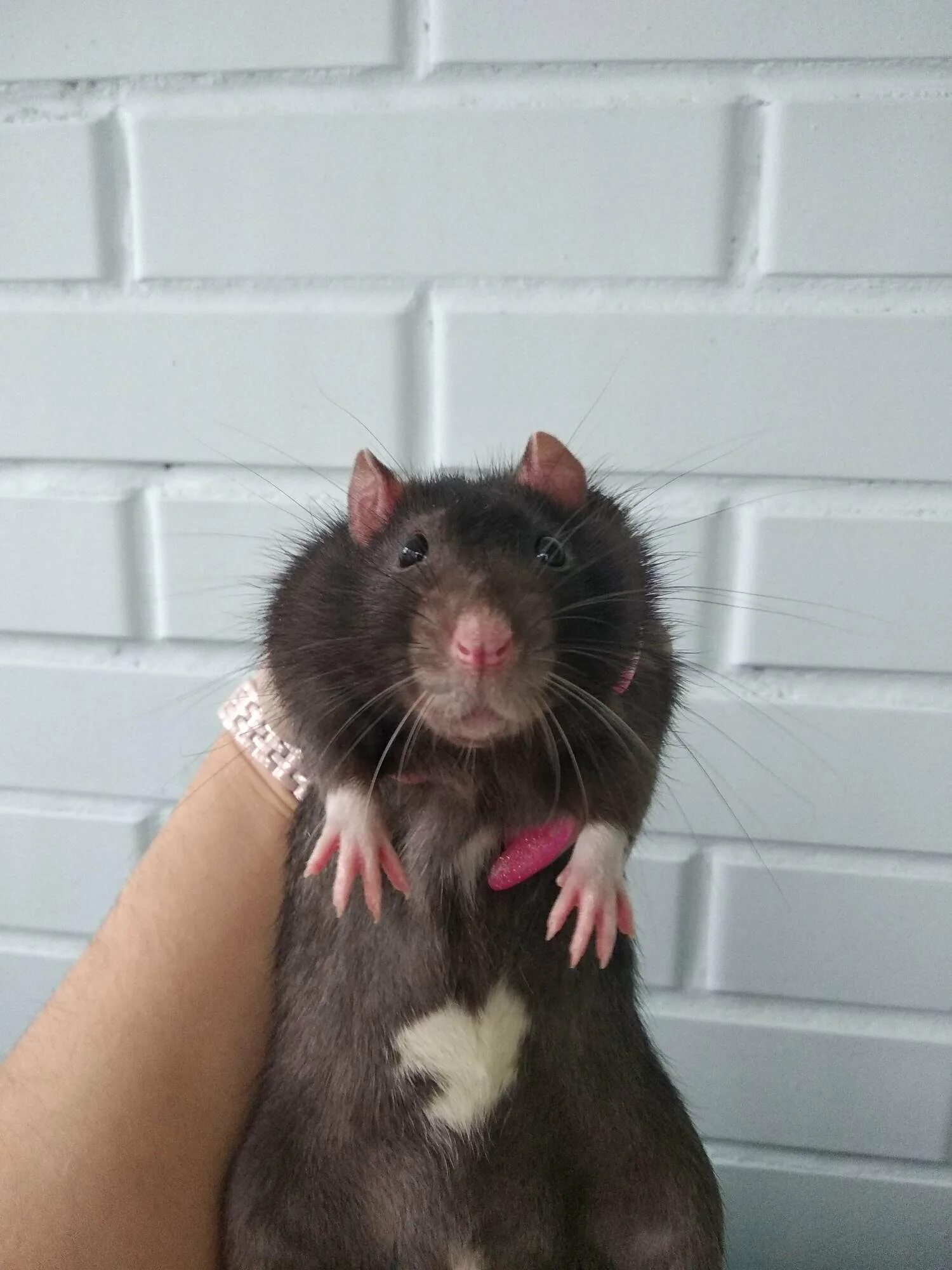 О мышах и людях. Крыса домашняя. Крыса девочка. О мышах и людях. Крыса мальчик фото.