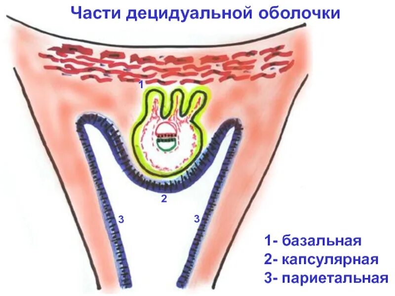 Строение плаценты децидуальная оболочка. Базальная часть децидуальной оболочки. Строение децидуальной оболочки. Децидуальная оболочка матки.