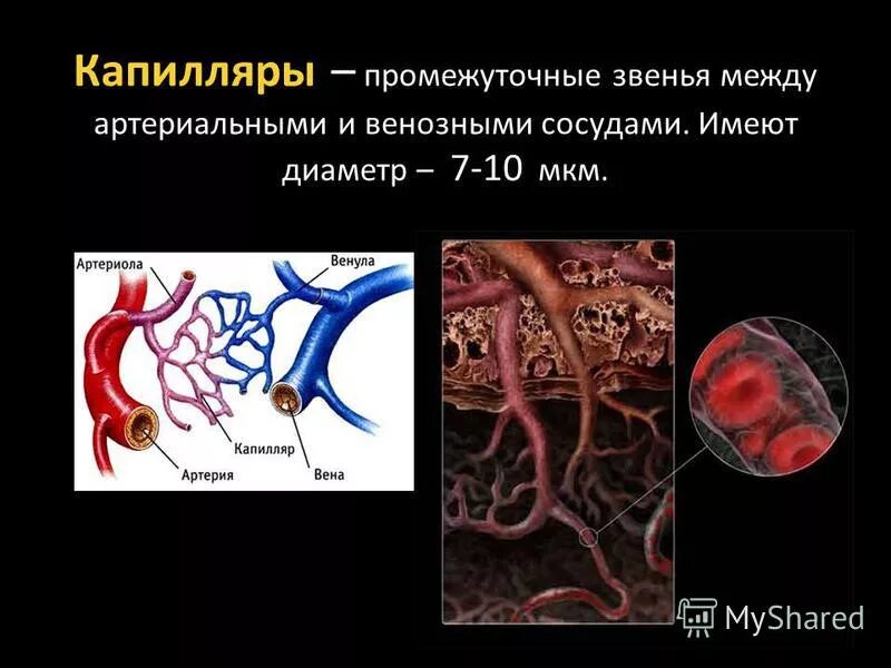 Прекапиллярная артериола. Функционирующие капилляры. Строение микроциркуляторного русла. Функциональные группы сосудов физиология. Капиляр строение стенки.