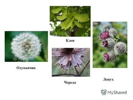 Клен одуванчик