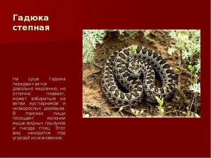 План гадюка
