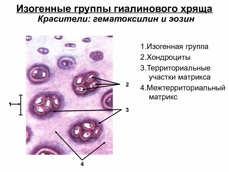 Изогенные группы. Строение гиалинового хряща гистология. Соединительная ткань гиалиновый хрящ. Группа гиалинового хряща ткани. Территориальный Матрикс клеток гиалиновый хрящ.