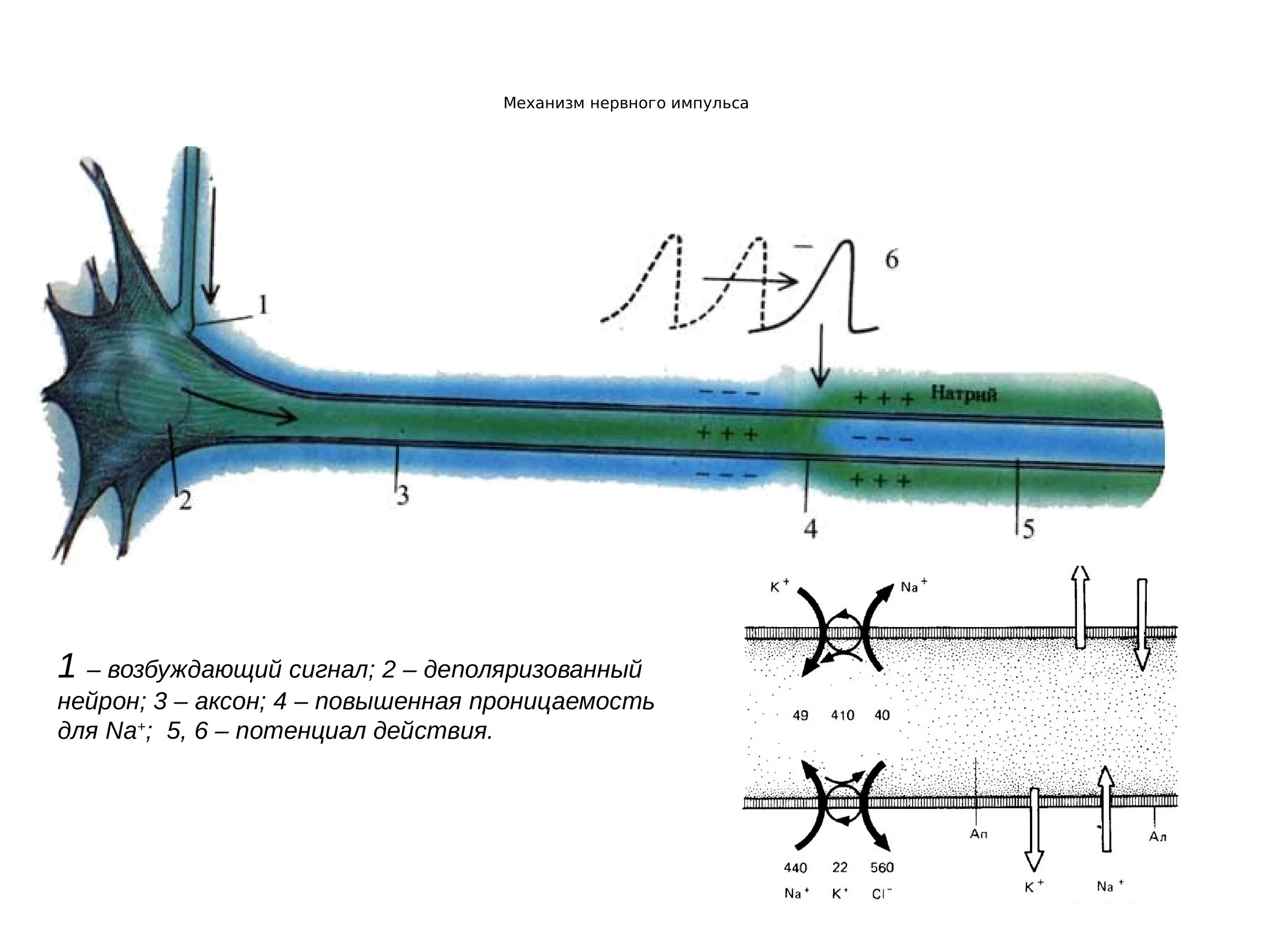Механизм проведения импульса по аксону. Механизм передачи нервного импульса по аксону. Механизм возникновения нервного импульса. Механизм возникновения нервного импульса и проведения.
