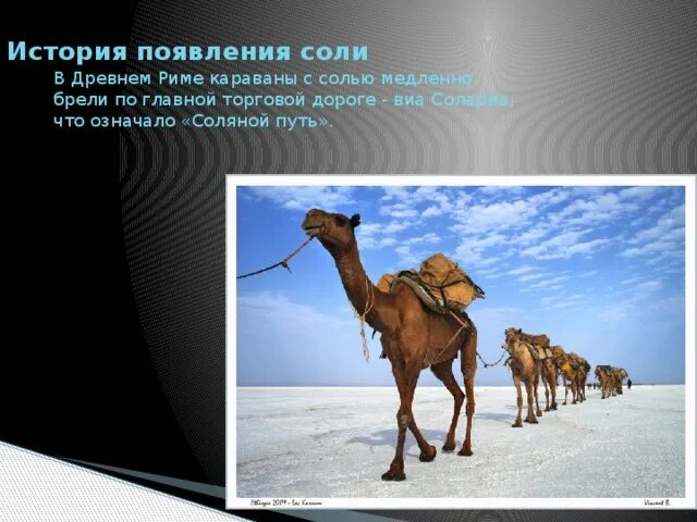 Караваны с солью в древнем Риме. Караван с солью. Караваны с солью а древности. Соляные Караваны в древности.