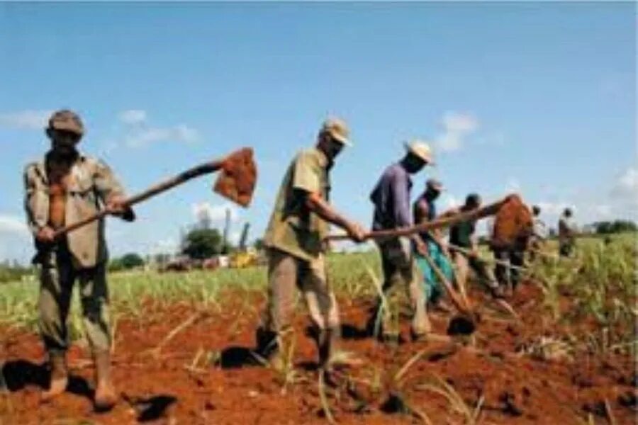 Фермер на плантации 19 века. Нигенигеры на плантациях. Работать на плантации. Плантация рабочие. Табак в африке.