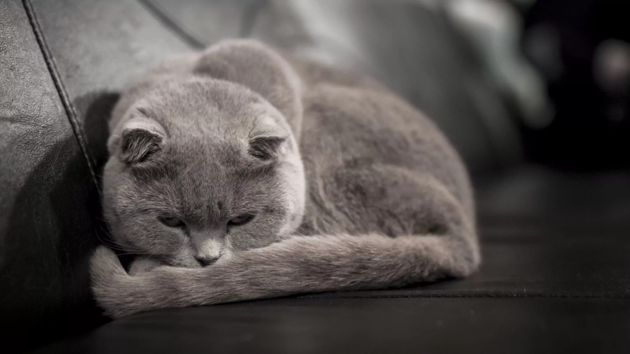Спокойная аккуратная. Сонный кот. Грустный серый кот. Сонный британский кот. Спящий котик.